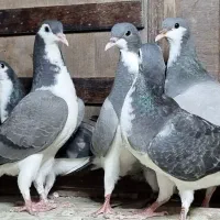 ۶جفت جوجه
