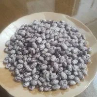 لوبیا چیتی