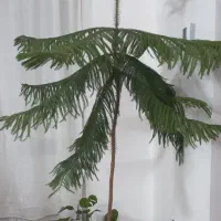 گل کاج مطبق