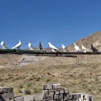 کفتر