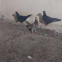 کفتر|پرنده|مشهد, فاطمیه|دیوار
