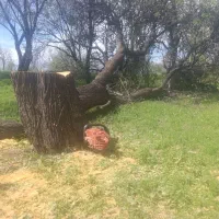 خرید چوب و برش درخت