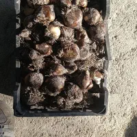 پیاز گل نرگس