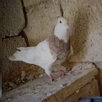 کبوتر طوقی