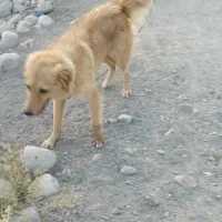 سگ نژا پامر بابا ژرمن