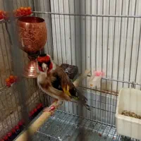 سهره جوج قفس جفتی حلقه پا