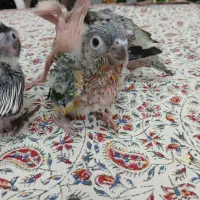 جوجه گرینچیک  ،جوجه عروس،جوجه مرغ عشق