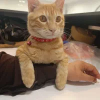 گربه DSH نارنجی
