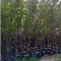انواع نهال ریشه پرس