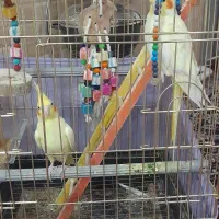 عروس هلندی  اهلی