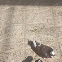 کفتر