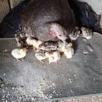بوقلمون تخم نطفه دار