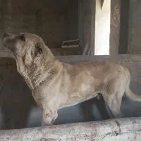 واگذاری پژدر