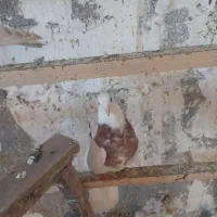 کبوتر فروش