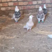 دانه ای 5نصل دار
