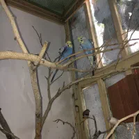 پرنده مرغ عشق مولد جفت پروانه ای