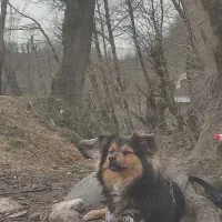 سگ پامر اشپیتز