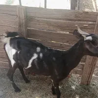 بز. آبستن. برا مالداری