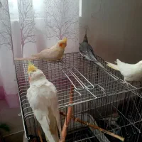 عروس هلندی