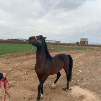 اسب|اسب و تجهیزات اسبسواری|قزوین, |دیوار