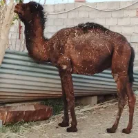 یک عدد هاشی