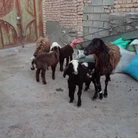 میش