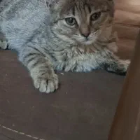 قندی ،۲ ماهه بازیگوش وبانمک