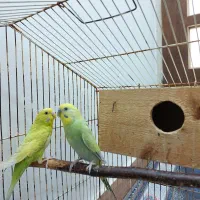 فروش مرغ عشق به همراه جوجه