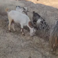 ۲۰عدد بز ۲۰عدد بیگ