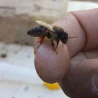پرورش ملکه عباسی چادگان اصفهان