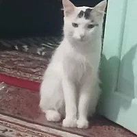 واگزاری رایگان گربه پرشین