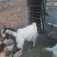 فروش س راس بزبزغاله دورگ پاکستانی