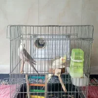 عروس هلندی نروماده سرحال وقشنگ