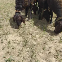 میش بره