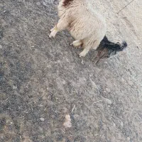 بره و بزغاله