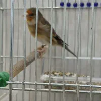 سهره قناره نر