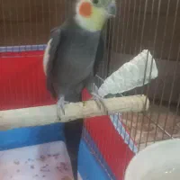 عروس هلندی نر