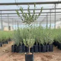 زیـتوـن با تخفیف ۲۰٪ و ارسال رایگان