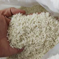 خرید و فروش برنج کشت دوم