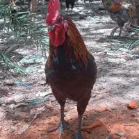 خروس جوان هیکلی