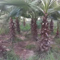 پالم واشنگتن تنه قرمز اصل