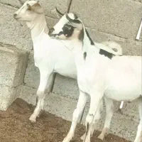 نری و ماده صومال