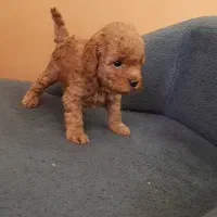 پودل عروسکی