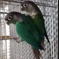گرنچیک جفت کارداده