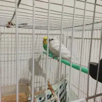 مرغ عشق