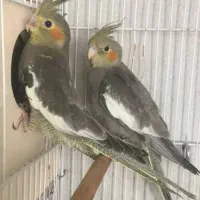 جوجه عروس مناسب دستی کردن