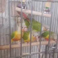 پنج حفت گرینچیک آناناسی