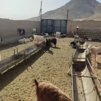 بزوبره|حیوانات مزرعه|خضر آباد, |دیوار