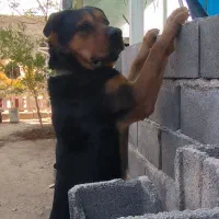 سگ معاوضه با مرغ محلی