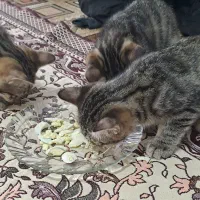 گربه ناز